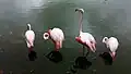 Flamingos in a private zoo on the outskirts of the village
