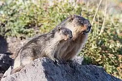 Brown marmots
