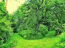 View from the dendropark