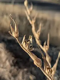Seed Capsules of Gladiolus Italicus, Behbahan