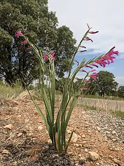 Gladiolus Italicus, Fars Province, Iran