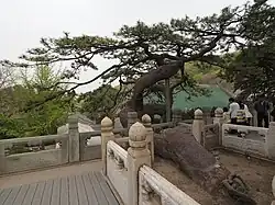 The Lying Dragon Pine Tree (卧龙松).