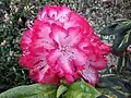 Rhododendron brachycarpum flowers (2017)