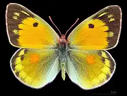 Colias myrmidone ♀