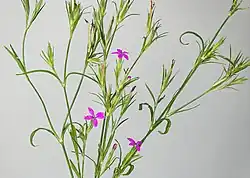 Deptford Pink (Dianthus armeria) in flower