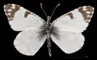 Euchloe tagis castillana ♂