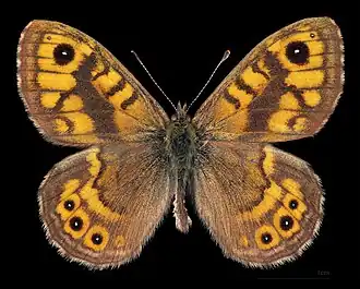 Lasiommata megera megera ♂