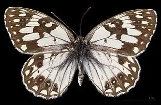 Melanargia occitanica