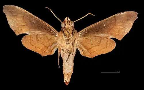 ♀ △ Ventral side