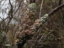 Menegazzia testacea, on a small tree in the Rangipo Desert, New Zealand. Scale bar = 1&nbsp;cm.