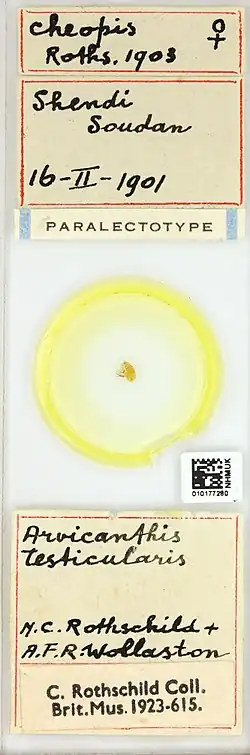 A whole slide image of the plague flea