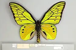 Ornithoptera chimaera flavidior, Holotype male ventral view