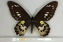 Ornithoptera rothschildi, Syntype female dorsal view
