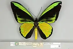 Ornithoptera g. goliath, male dorsal view