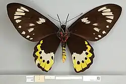 Ornithoptera paradisea female, ventral view