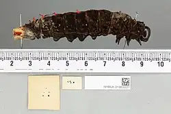 Ornithoptera paradisea larva, lateral view