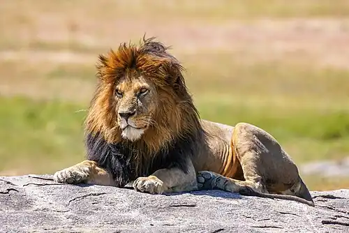 Brown male lion lying in tall grass