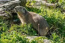 Brown marmot