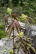 Young leaves and flowerbuds of subsp. racemosa