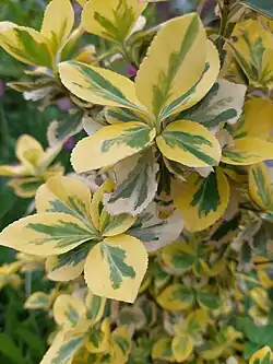 Euonymus japonicus
