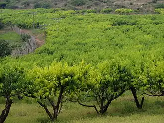 A peach orchard in Muden