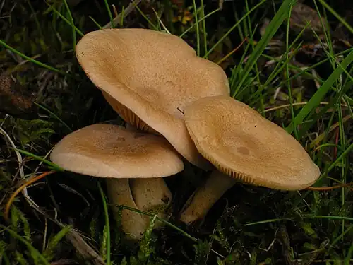 Specimen in Sweden