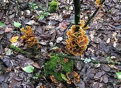 S. ostrea, a plant pathogen, grows on tree barks.
