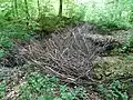 Shaft sunk and blocked by branches.