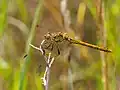 Sympetrum vulgatum