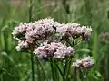 Common valerian