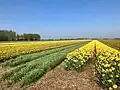 Field of flowers in 2e Exloërmond