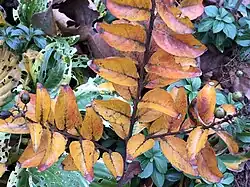 'Purple Magic' cultivar autumn colors