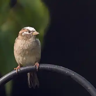 Female house sparrow (Passer domesticus) with incomplete leucism