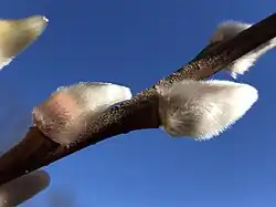 Branch with catkins in early spring