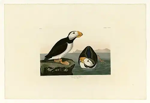 The Large-Billed Puffin, #293