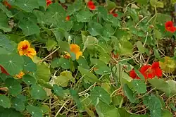 Nasturtium flowers and their leaves, which feature behind the model in the painting Nasturtiums