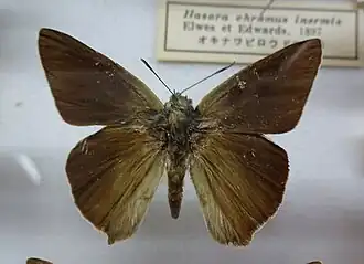 Museum specimen