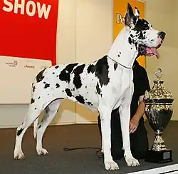 A large white dog with black patches stands next to a trophy.