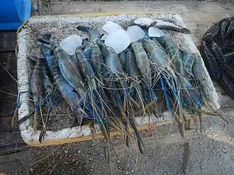 Sold in the Philippines