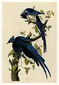 Black-throated magpie-jay (Calocitta colliei)