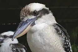 Laughing kookaburra