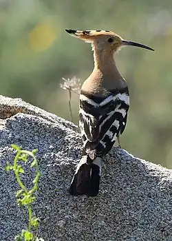 Eurasian hoopoe