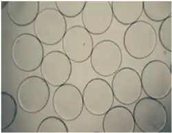 Microphotographs of the alginate-chitosan (AC) microcapsules.