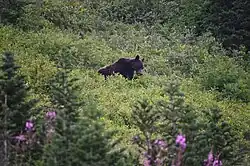a bear on a hillside with green vegetation