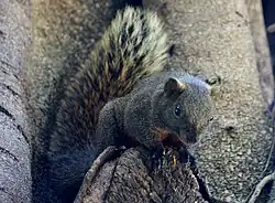 Gray squirrel