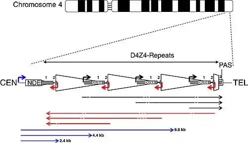 D4Z4 array diagram