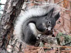 Gray squirrel
