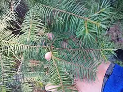 Lower crown foliage with pectinate needles. Late November, Hostotipac, Jalisco.