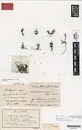 Herbarium specimen from the Auckland War Memorial Museum