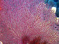 Acabaria splendens, a melithaeid